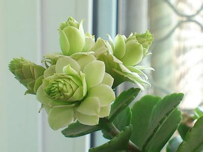 清盛錦怎么養？清盛錦怎么變色？【圖】