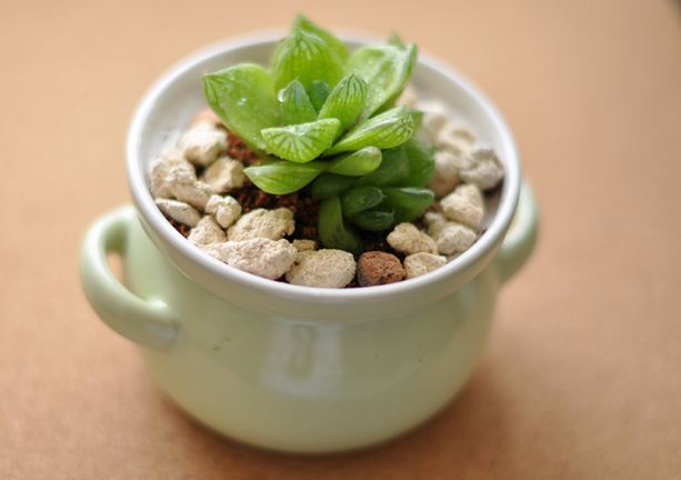 草玉露的養殖方法？草玉露和姬玉露的區別？【圖】