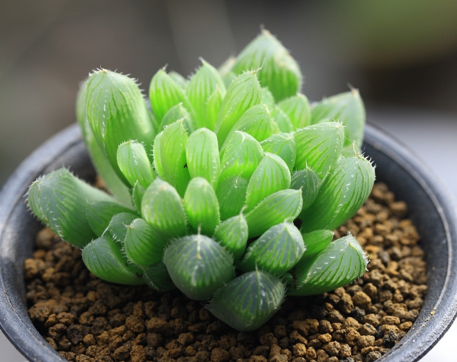 草玉露的養殖方法？草玉露和姬玉露的區別？【圖】