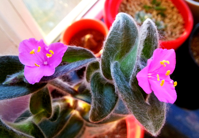 白雪姬的養護方法？白雪姬的傳說？【圖】