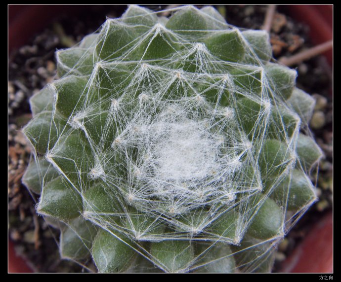 蛛絲卷絹怎么養(yǎng)？蛛絲卷絹扦插？【圖】