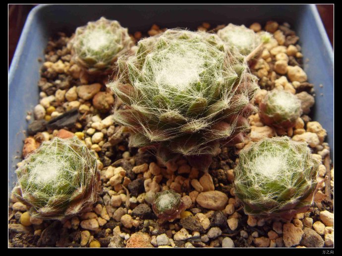 蛛絲卷絹怎么養(yǎng)？蛛絲卷絹扦插？【圖】