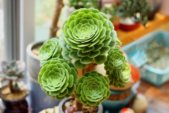 玉龍觀音怎么養？玉龍觀音換盆時對盆有什么要求？【圖】