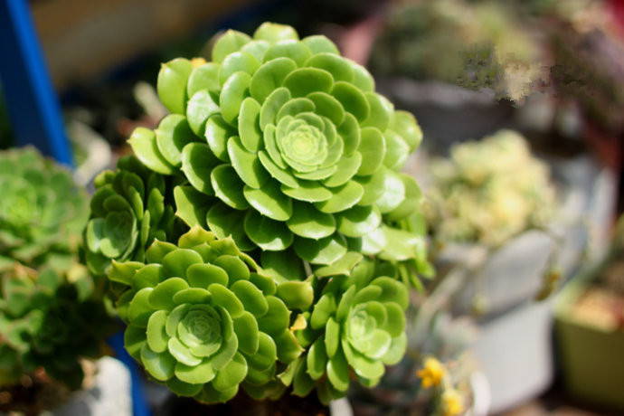 玉龍觀音怎么養？玉龍觀音換盆時對盆有什么要求？【圖】