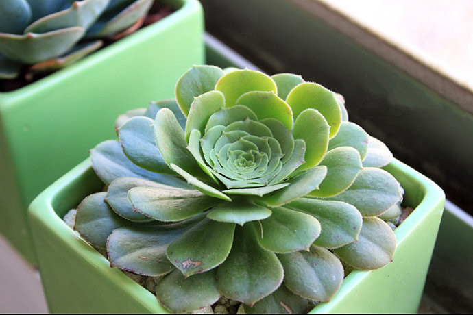 玉龍觀音怎么養？玉龍觀音換盆時對盆有什么要求？【圖】