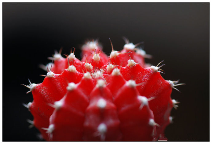 緋牡丹怎么養？緋牡丹爛了部分怎么辦？【圖】