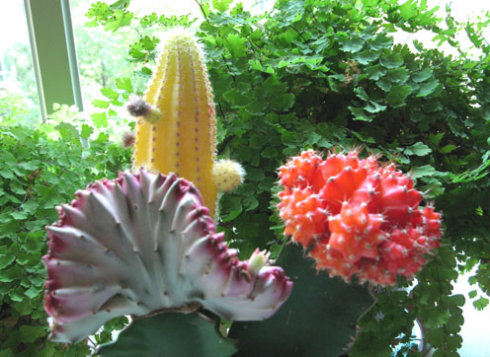 緋牡丹怎么養？緋牡丹爛了部分怎么辦？【圖】