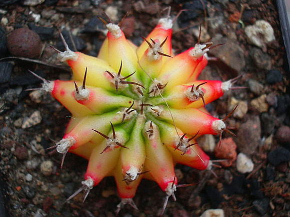 緋牡丹怎么養？緋牡丹爛了部分怎么辦？【圖】