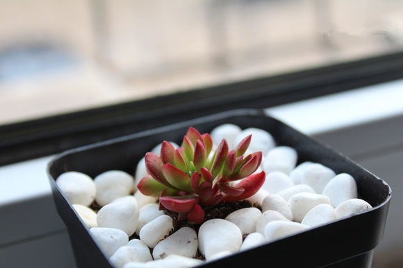 紅稚兒怎么養？紅稚兒是醉夕陽嗎？【圖】