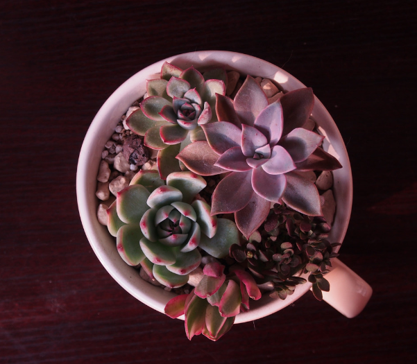 紅稚兒怎么養？紅稚兒是醉夕陽嗎？【圖】