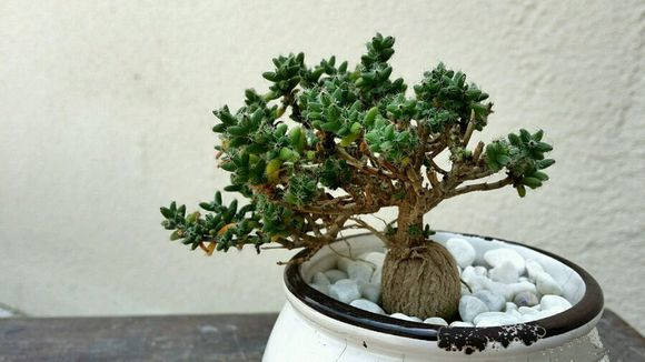 姬紅小松怎么養?姬紅小松的養殖方法?【圖】