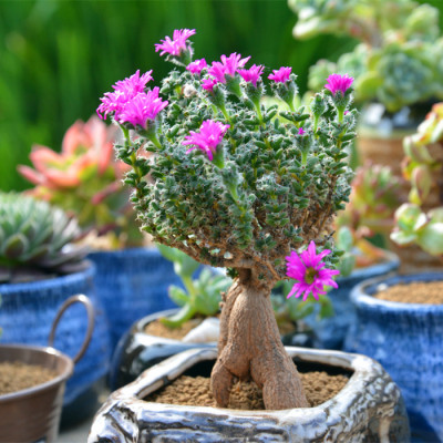 姬紅小松怎么養?姬紅小松的養殖方法?【圖】