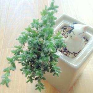 姬紅小松怎么養?姬紅小松的養殖方法?【圖】