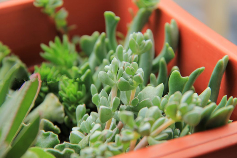 白鳳菊怎么養(yǎng)?白鳳菊的養(yǎng)殖方法?【圖】