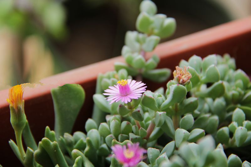 白鳳菊怎么養(yǎng)?白鳳菊的養(yǎng)殖方法?【圖】