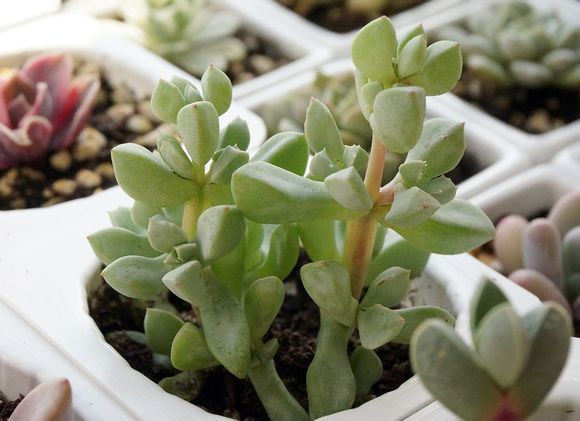 白鳳菊怎么養(yǎng)?白鳳菊的養(yǎng)殖方法?【圖】