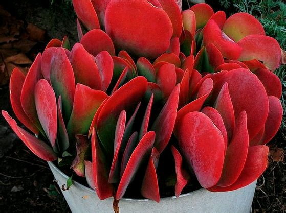 唐印怎么養?唐印的養殖方法?【圖】