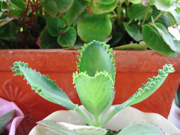 大葉落地生根的養殖方法?大葉落地生根幾年開花?【圖】