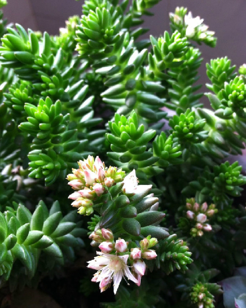 白花小松怎么養(yǎng)?白花小松怎么扦插?【圖】