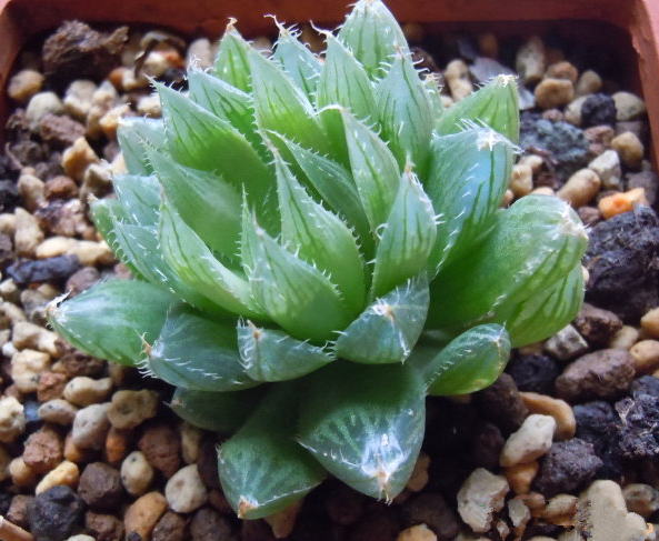 三角琉璃蓮怎么養?三角琉璃蓮怎么悶養?【圖】