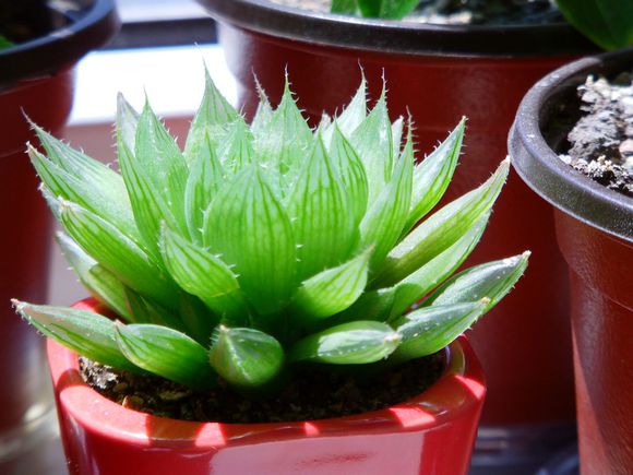 三角琉璃蓮怎么養?三角琉璃蓮怎么悶養?【圖】