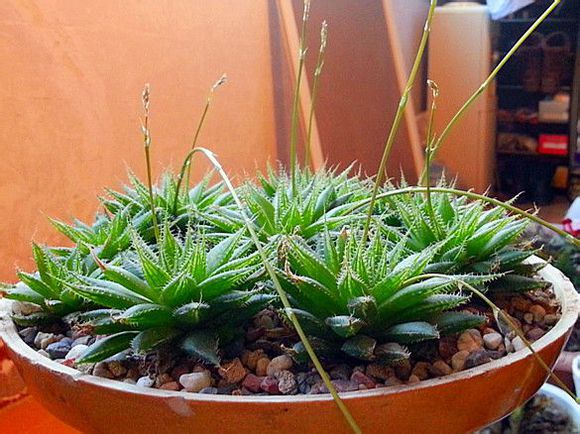 三角琉璃蓮怎么養?三角琉璃蓮怎么悶養?【圖】