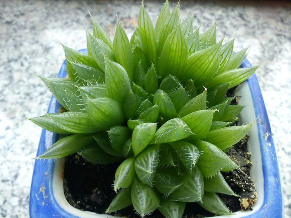 三角琉璃蓮怎么養?三角琉璃蓮怎么悶養?【圖】