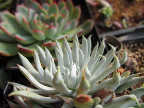 仙女杯怎么養?仙女杯為什么貴?【圖】