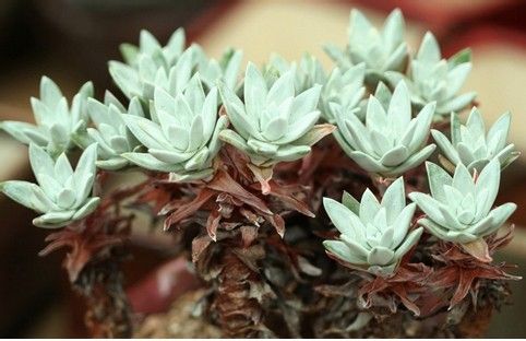 仙女杯怎么養?仙女杯為什么貴?【圖】