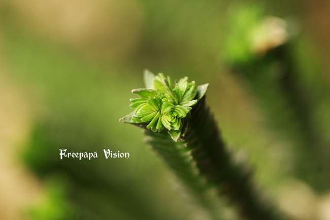 若綠的養殖方法?若綠與青鎖龍的區別?【圖】