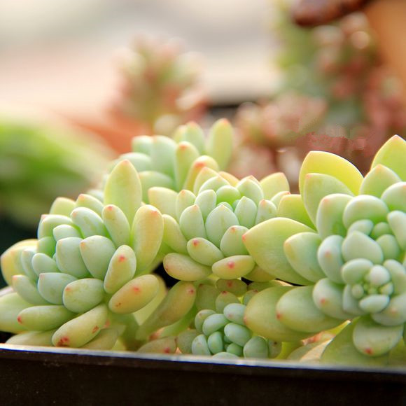 凝脂蓮怎么養?凝脂蓮和勞爾的區別?【圖】