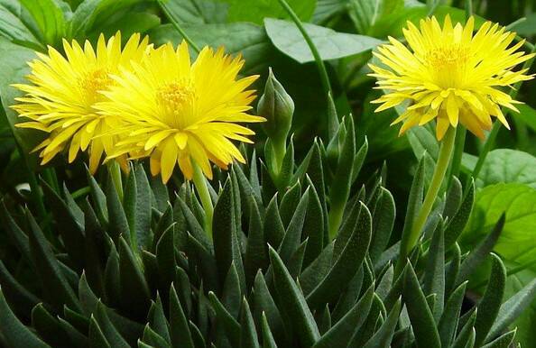 黃花照波的養殖方法?黃花照波的繁殖方法?【圖】