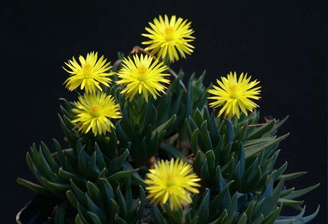 黃花照波的養殖方法?黃花照波的繁殖方法?【圖】