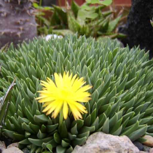 黃花照波的養殖方法?黃花照波的繁殖方法?【圖】