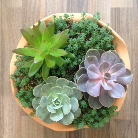 魯氏石蓮的養殖方法?魯氏石蓮和粉魯氏區別?【圖】