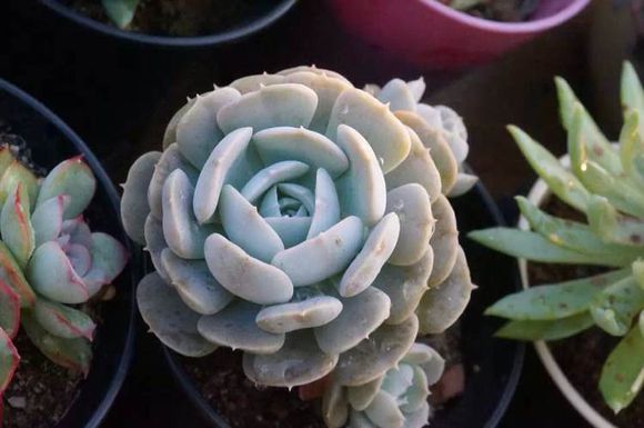 魯氏石蓮的養殖方法?魯氏石蓮和粉魯氏區別?【圖】