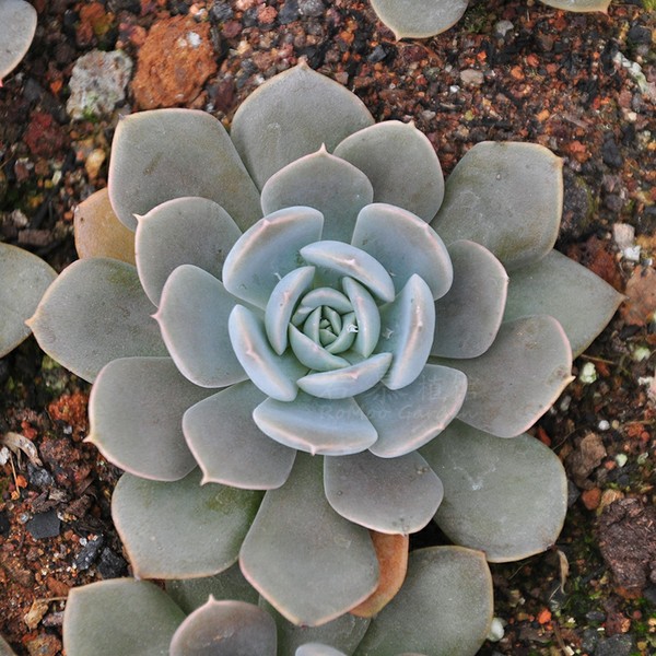 魯氏石蓮的養殖方法?魯氏石蓮和粉魯氏區別?【圖】