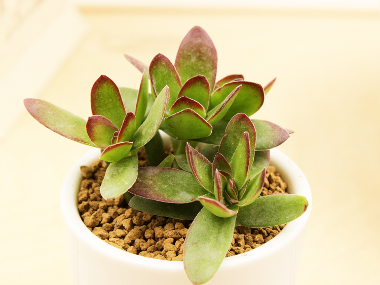 天狗之舞怎么養(yǎng)?天狗之舞和火祭的區(qū)別【圖】