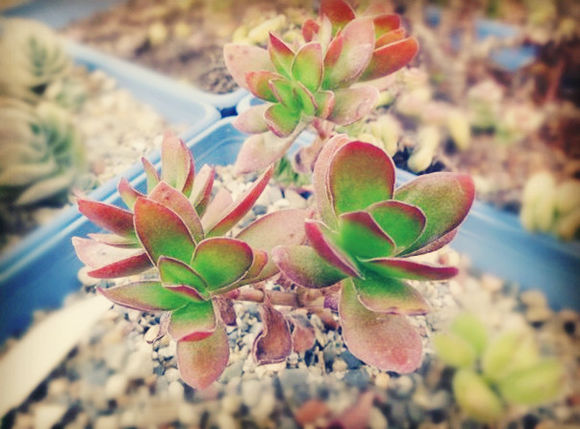 天狗之舞怎么養(yǎng)?天狗之舞和火祭的區(qū)別【圖】