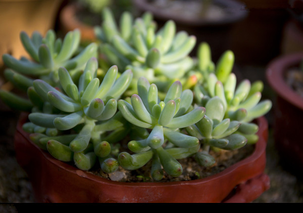 玉米石怎么養?玉米石和虹之玉的區別【圖】