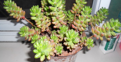 玉米石怎么養?玉米石和虹之玉的區別【圖】