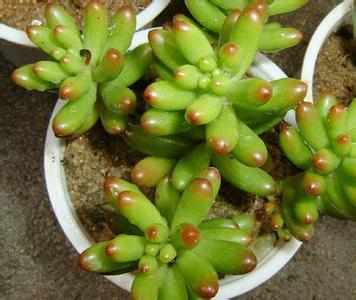 玉米石怎么養?玉米石和虹之玉的區別【圖】