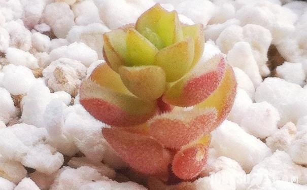 春之奇跡怎么養?春之奇跡為什么貴？【圖】