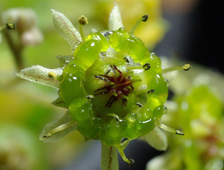 魔南景天怎么養？魔南景天多肉介紹？魔南景天澆水方法？【圖】
