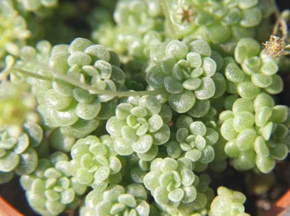 魔南景天怎么養？魔南景天多肉介紹？魔南景天澆水方法？【圖】