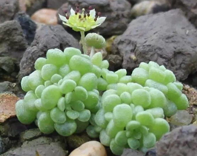 魔南景天怎么養？魔南景天多肉介紹？魔南景天澆水方法？【圖】