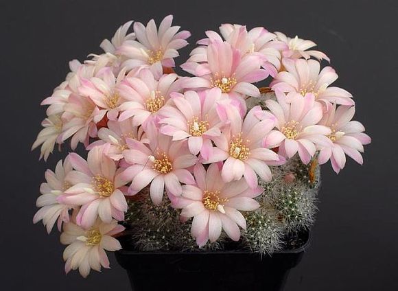 仙人球子孫球怎么養(yǎng)？子孫球的養(yǎng)殖方法？【圖】