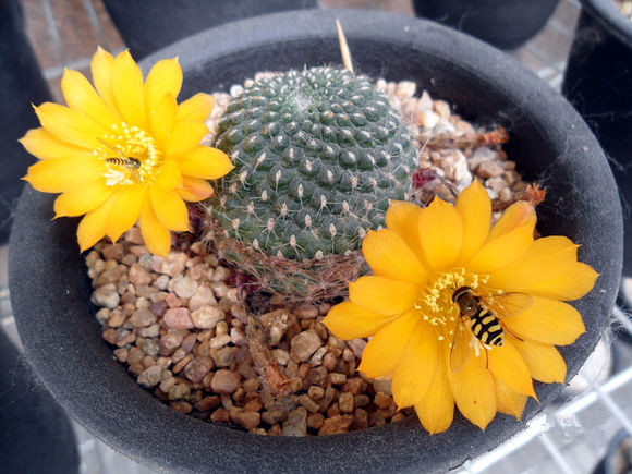 仙人球子孫球怎么養(yǎng)？子孫球的養(yǎng)殖方法？【圖】