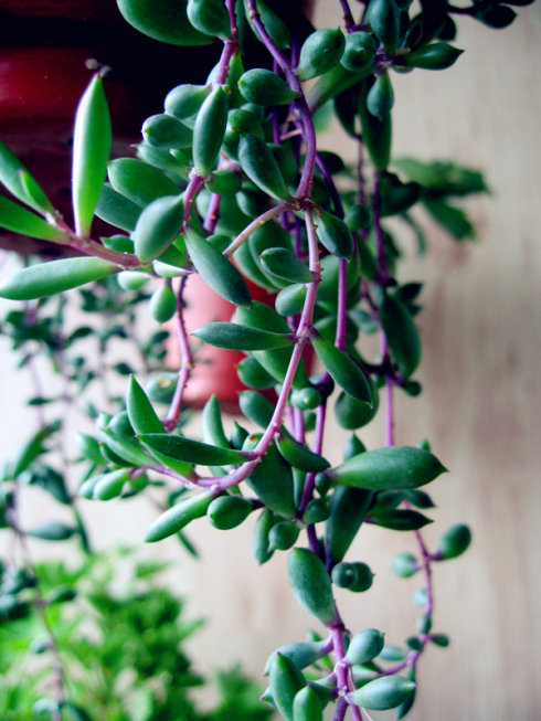 紫弦月怎么養？紫弦月和佛珠可以拼在一起嗎？【圖】