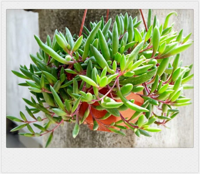 紫弦月怎么養？紫弦月和佛珠可以拼在一起嗎？【圖】